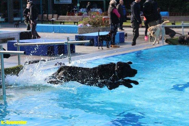 Hundeschwimmen2017 4578