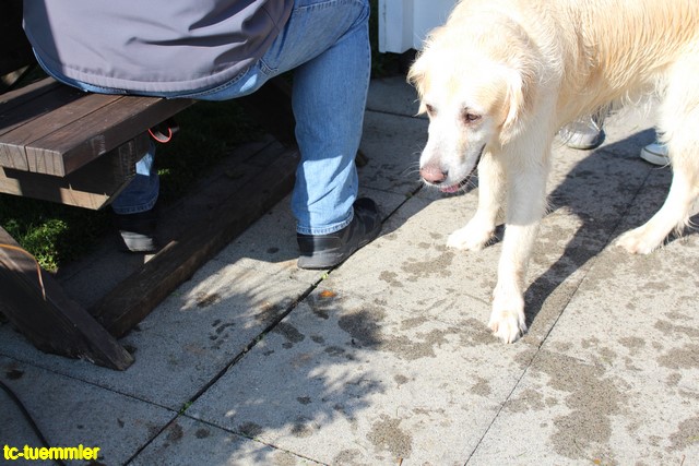 Hundeschwimmen2017 4697