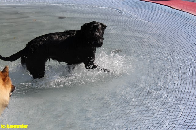 Hundeschwimmen2017 4740