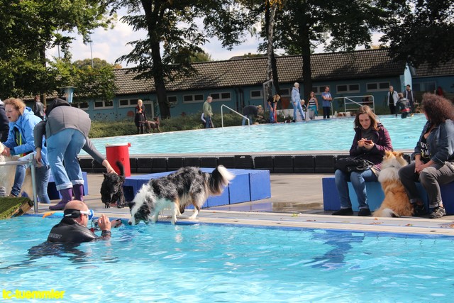 Hundeschwimmen2017 4821