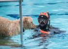 Hundeschwimmen240922mgo35  Castrop-Rauxel, Freibad. Hundeschwimmen.   24.09.2022  Foto: Martin Goldhahn : Städte, Kommunen, Schwimmbäder, Tiere, Hunde, Herbst